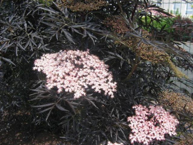 Elderberry Black Lace