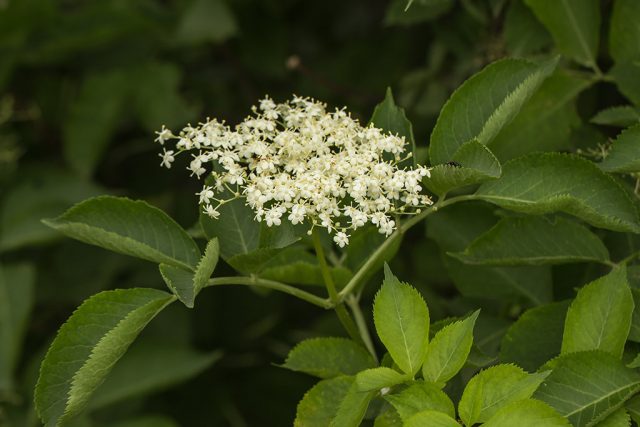 Elderberry red: medicinal properties and contraindications