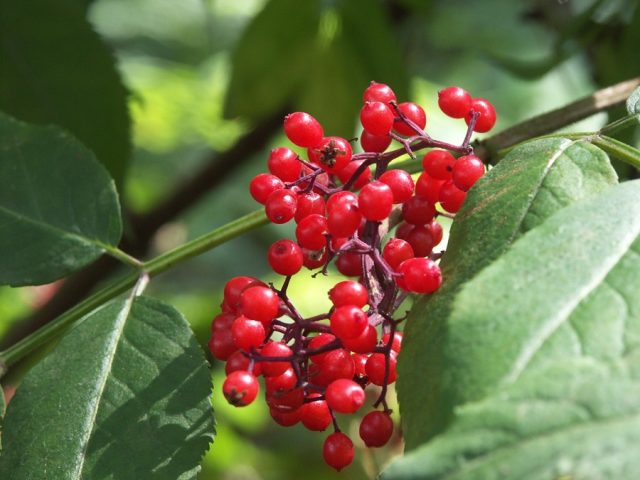 Elderberry red: medicinal properties and contraindications