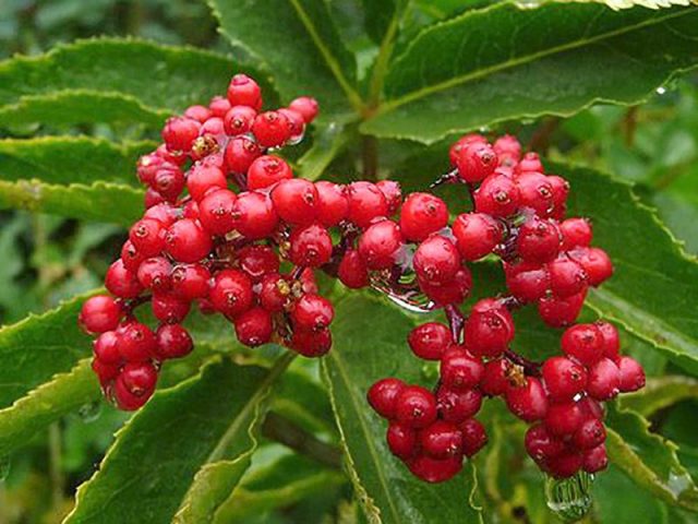 Elderberry red: medicinal properties and contraindications