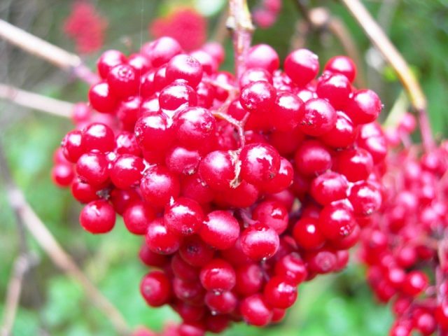 Elderberry red: medicinal properties and contraindications