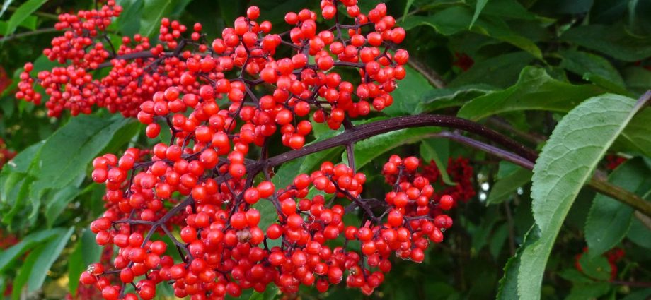 Elderberry red: medicinal properties and contraindications