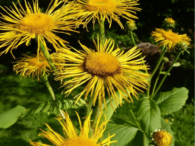 Elecampane British: photo and description