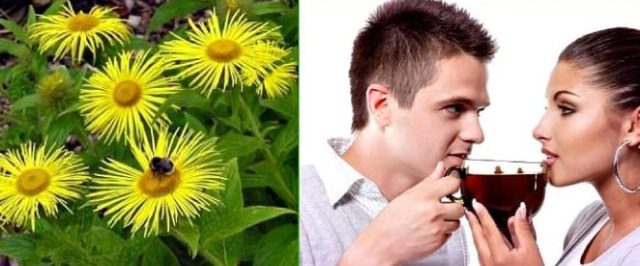 Elecampane British: photo and description