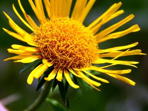 Elecampane British: photo and description