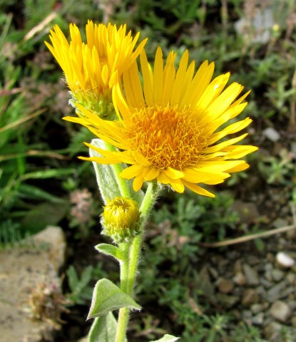 Elecampane eye (Christs eye): photo and description