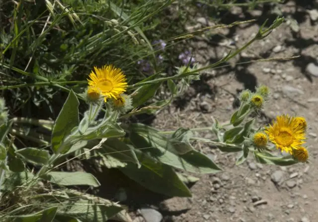 Elecampane eye (Christs eye): photo and description