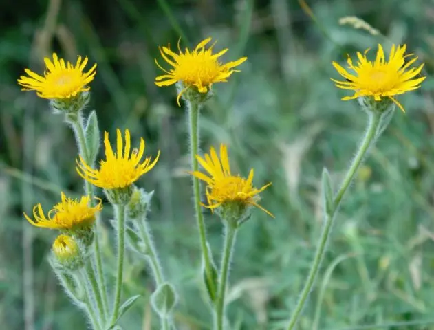 Elecampane eye (Christs eye): photo and description