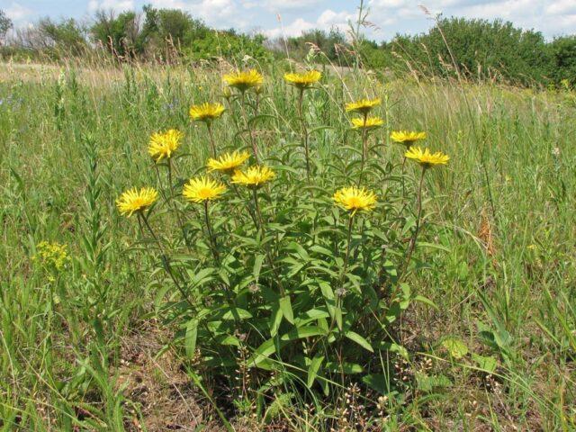 Elecampane root: medicinal properties and contraindications for women, for men, photo