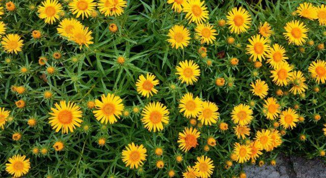 Elecampane root: medicinal properties and contraindications for women, for men, photo