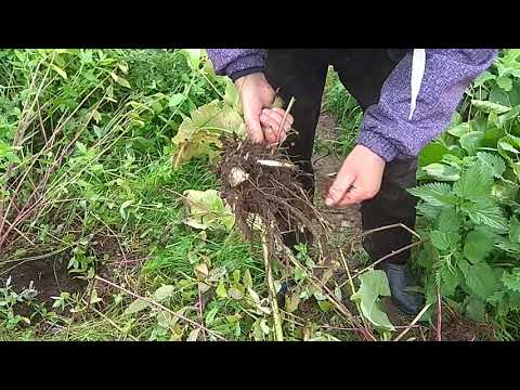 Elecampane root: medicinal properties and contraindications for women, for men, photo