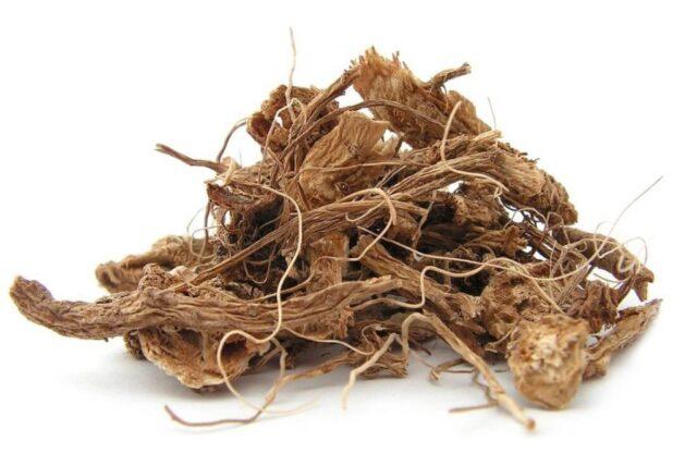 Elecampane root: medicinal properties and contraindications for women, for men, photo