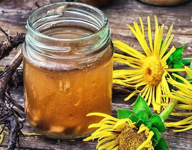 Elecampane root: medicinal properties and contraindications for women, for men, photo