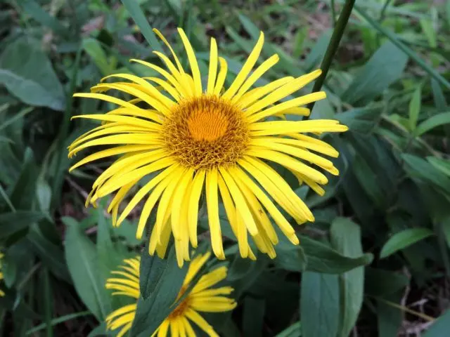 Elecampane rough: photo and description