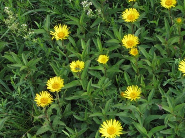 Elecampane rough: photo and description