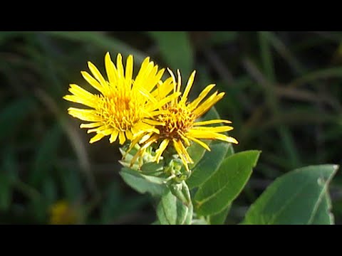 Elecampane rough: photo and description