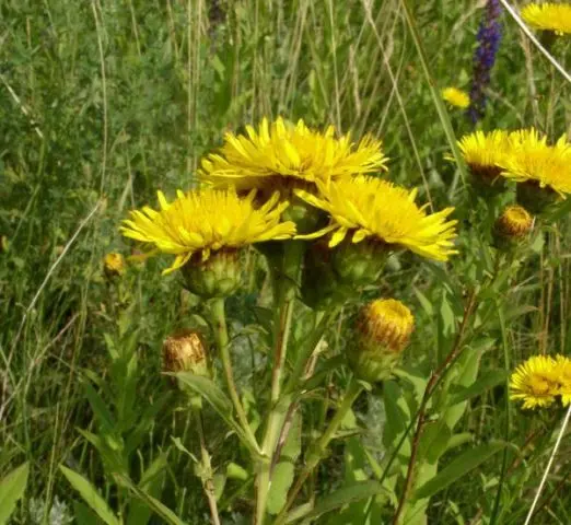 Elecampane willow: photo and description