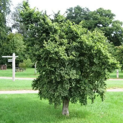 Elm small (hornbeam, leafy): photo and description