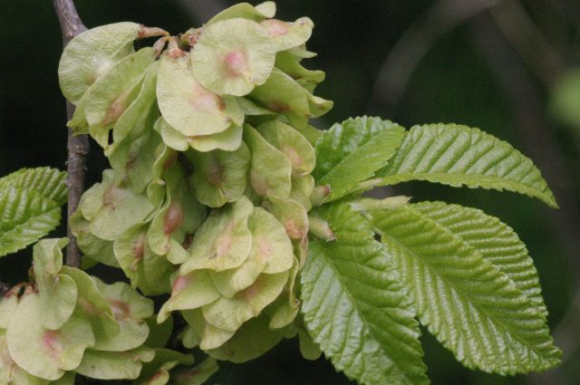 Elm small (hornbeam, leafy): photo and description