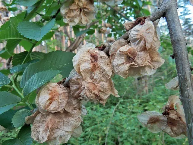 Elm small (hornbeam, leafy): photo and description