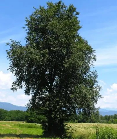 Elm small (hornbeam, leafy): photo and description