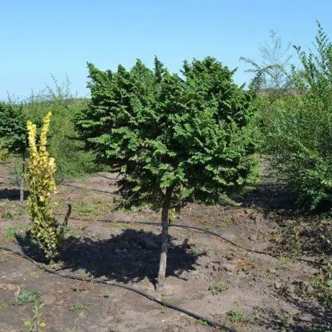 Elm small (hornbeam, leafy): photo and description