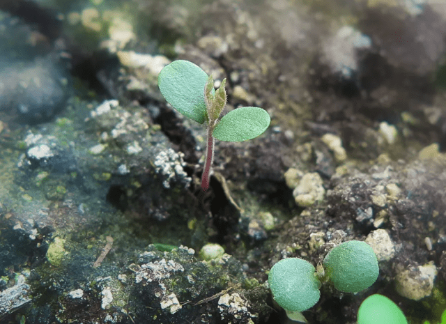 Elm small (hornbeam, leafy): photo and description