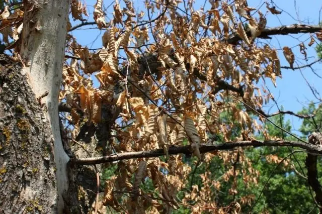 Elm small (hornbeam, leafy): photo and description