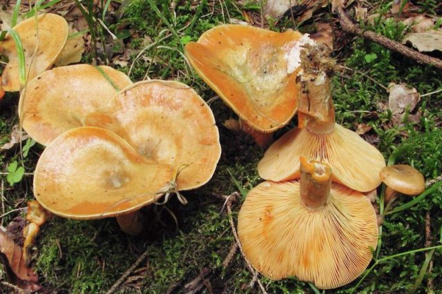 Elovik mushroom (spruce camelina): photo and description of how to salt and marinate