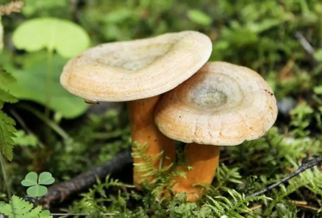 Elovik mushroom (spruce camelina): photo and description of how to salt and marinate