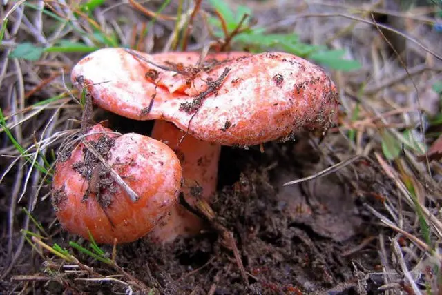 Elovik mushroom (spruce camelina): photo and description of how to salt and marinate