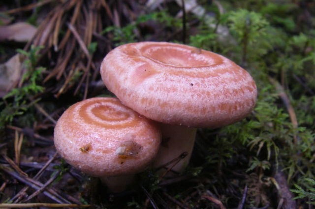 Elovik mushroom (spruce camelina): photo and description of how to salt and marinate