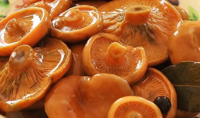 Elovik mushroom (spruce camelina): photo and description of how to salt and marinate