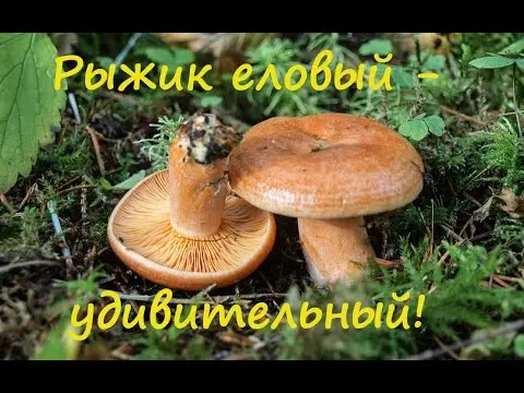 Elovik mushroom (spruce camelina): photo and description of how to salt and marinate