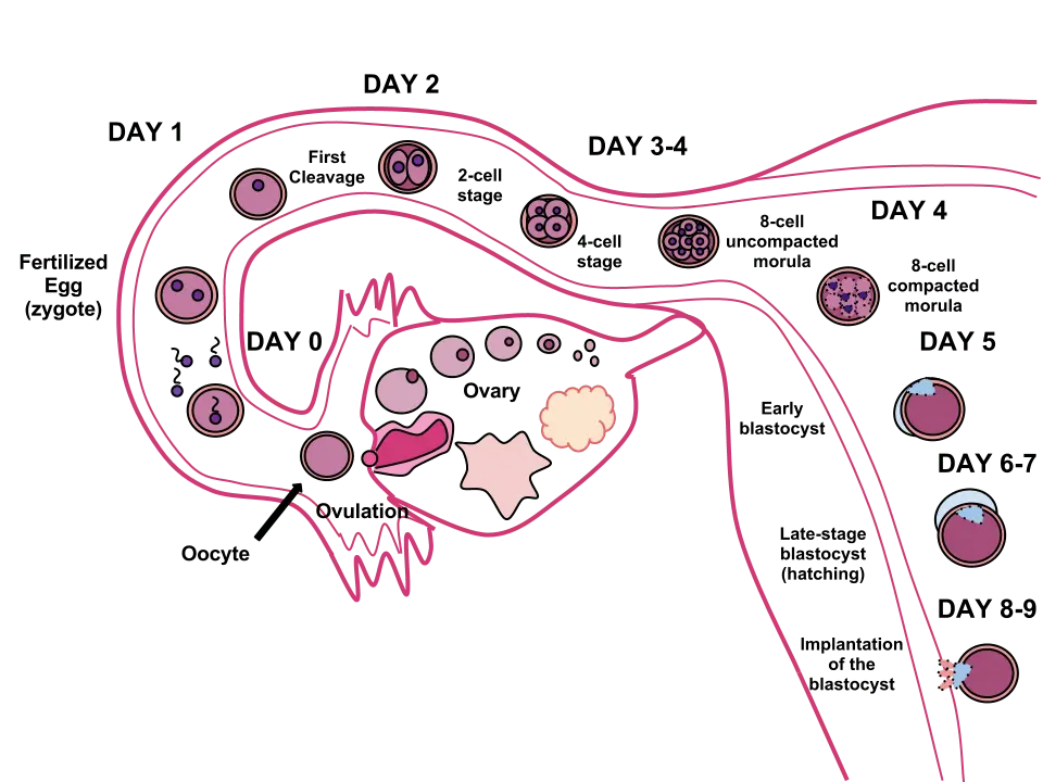 Embryo implantation &#8211; symptoms, course and duration of implantation