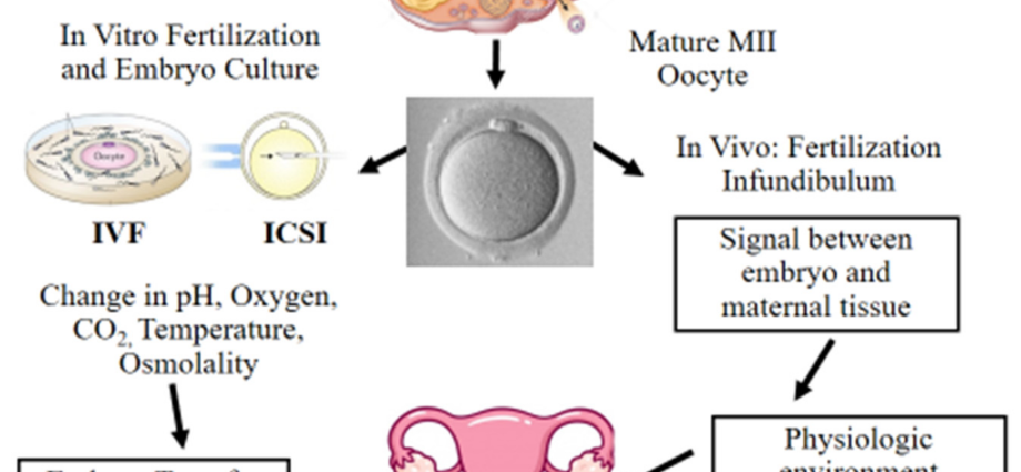 Embryo &#8211; stages of development in in-vitro fertilization