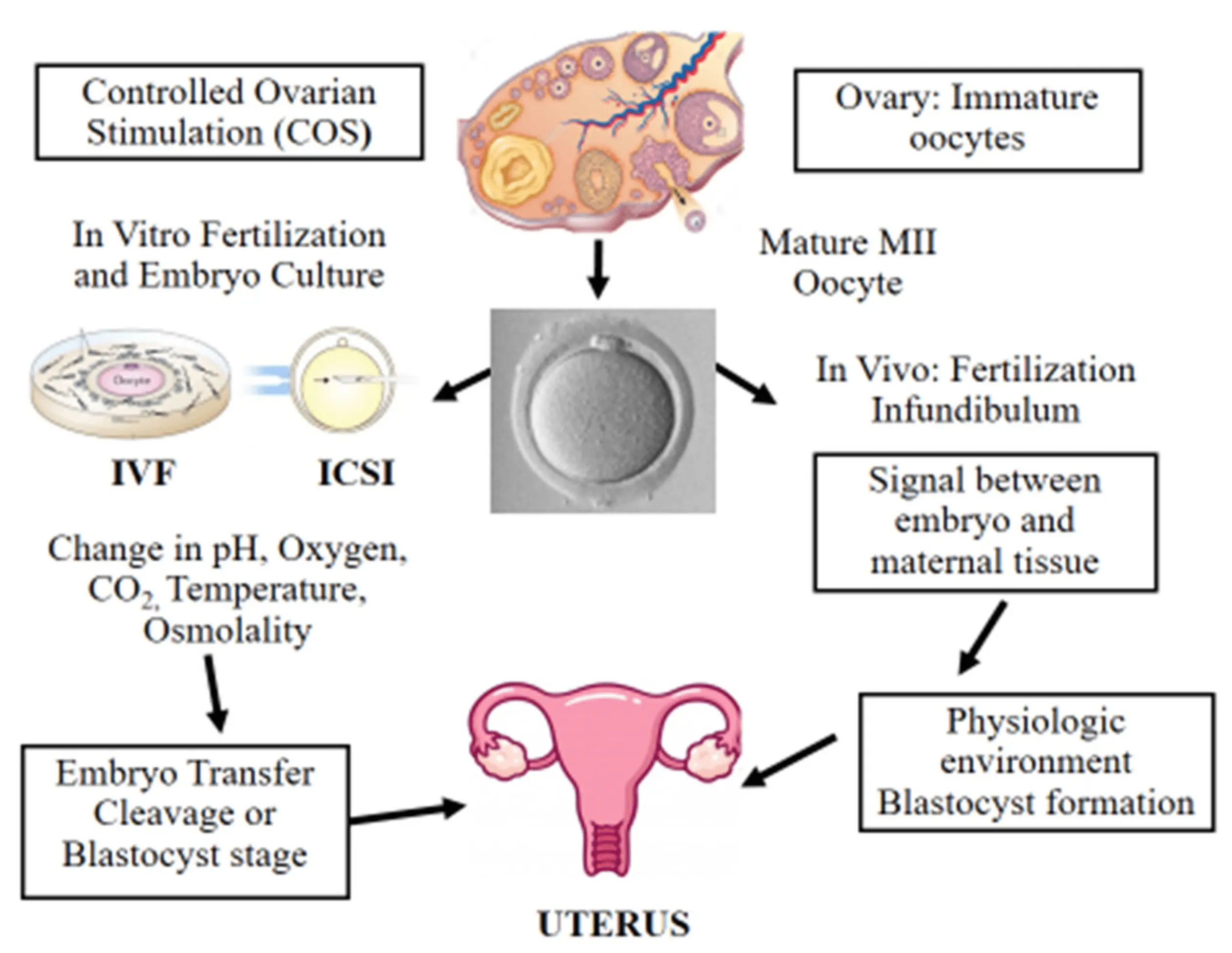 Embryo &#8211; stages of development in in-vitro fertilization