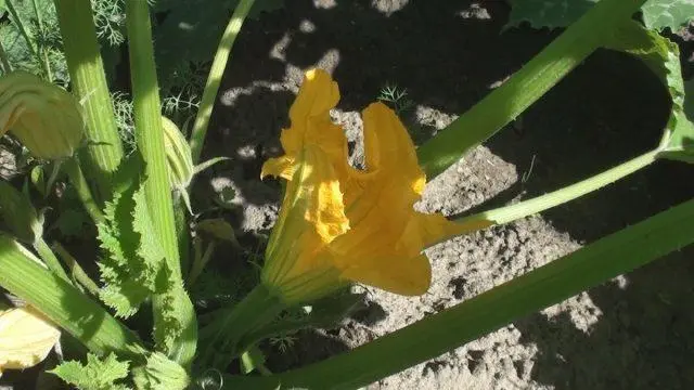 Empty flower on zucchini in the open field: what to do, photo