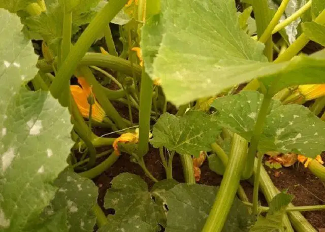 Empty flower on zucchini in the open field: what to do, photo