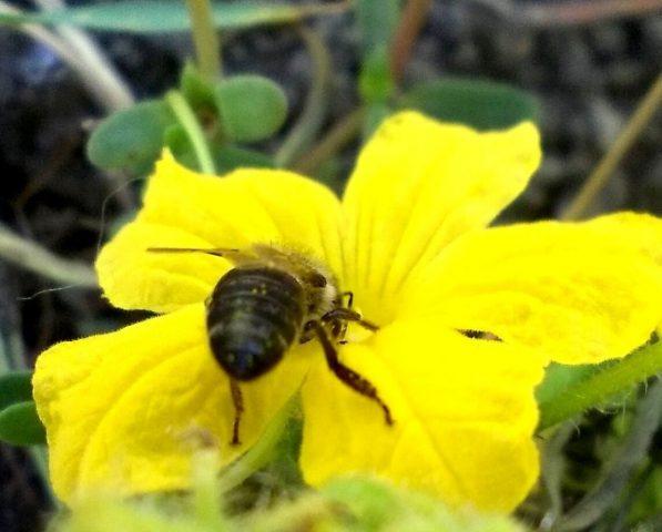 Empty flower on zucchini in the open field: what to do, photo