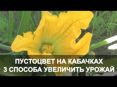 Empty flower on zucchini in the open field: what to do, photo