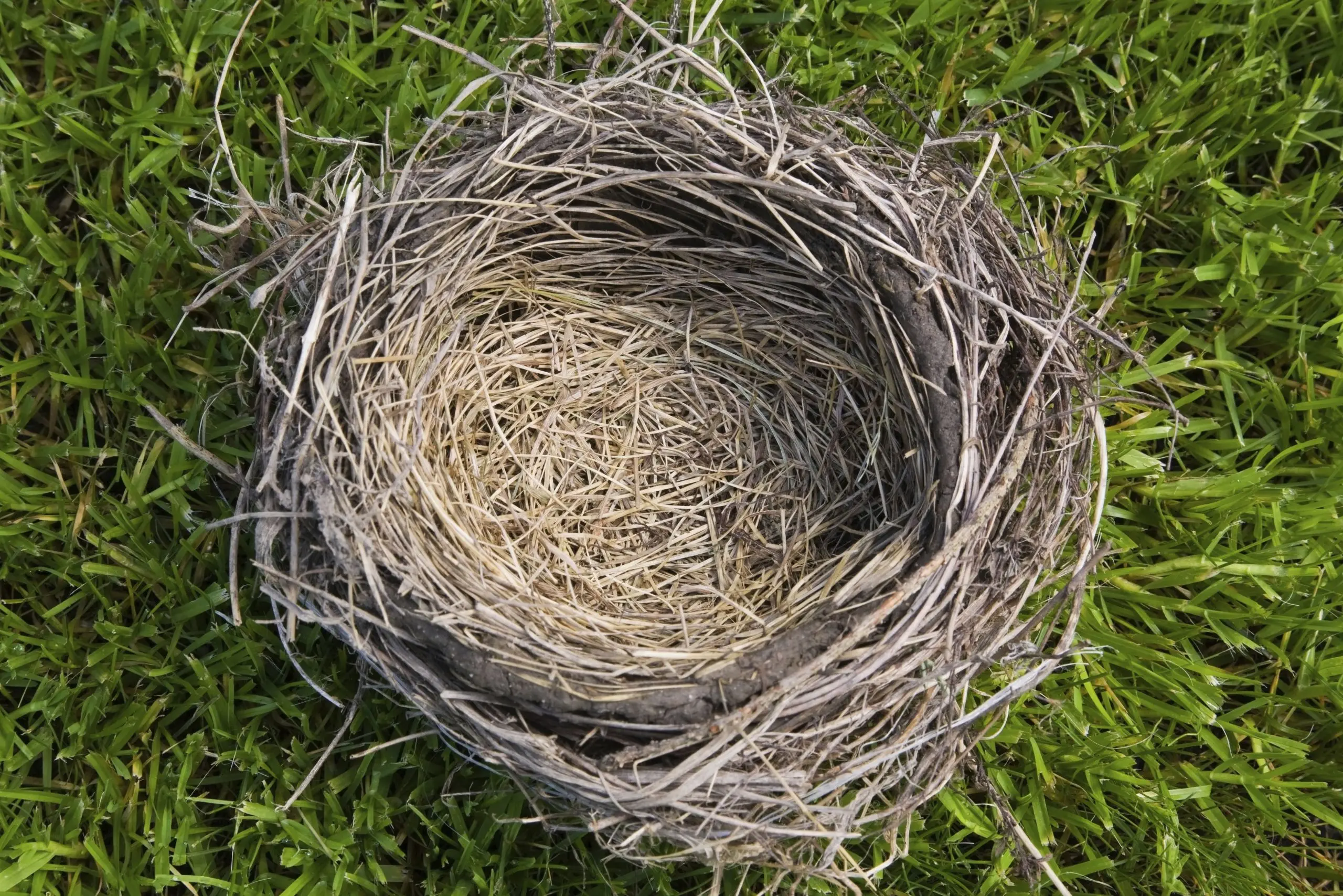 Empty nest