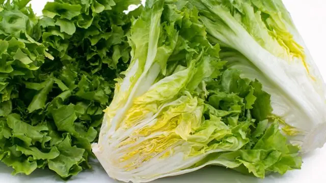 Endive salad: photo, what is it, growing from seeds at home