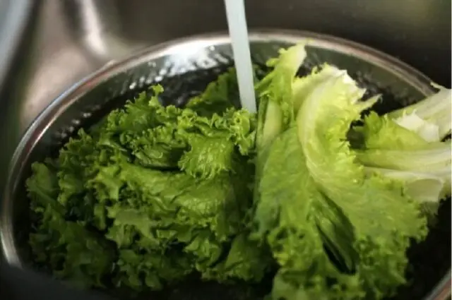 Endive salad: photo, what is it, growing from seeds at home