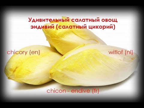 Endive salad: photo, what is it, growing from seeds at home