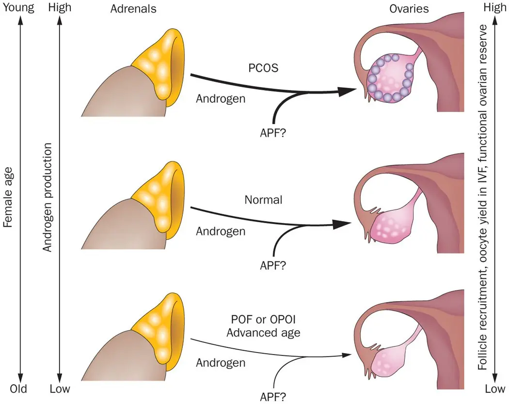 Endocrine dysfunction of the ovaries