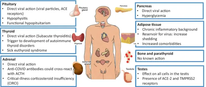 Endocrine Patients and Coronavirus. What should thyroid and Hashimoto&#8217;s patients know? [WE EXPLAIN]