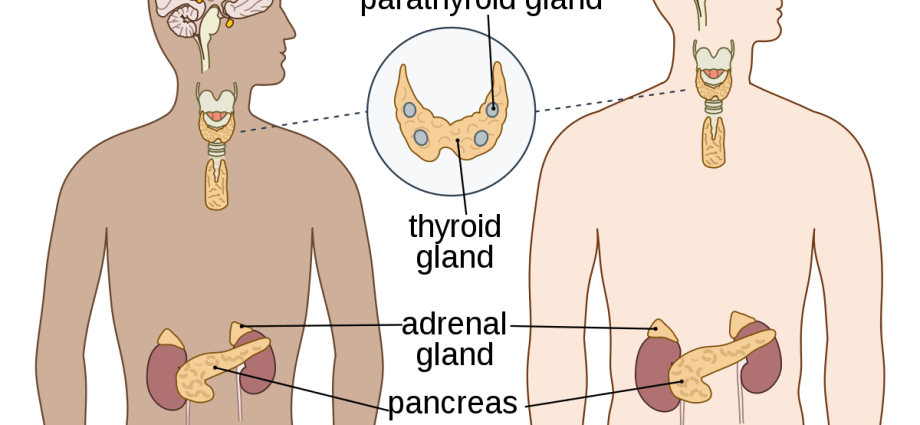 Endocrine system &#8211; structure, functions, disorders of the endocrine system