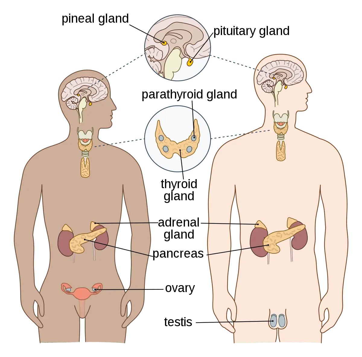 Endocrine system &#8211; structure, functions, disorders of the endocrine system