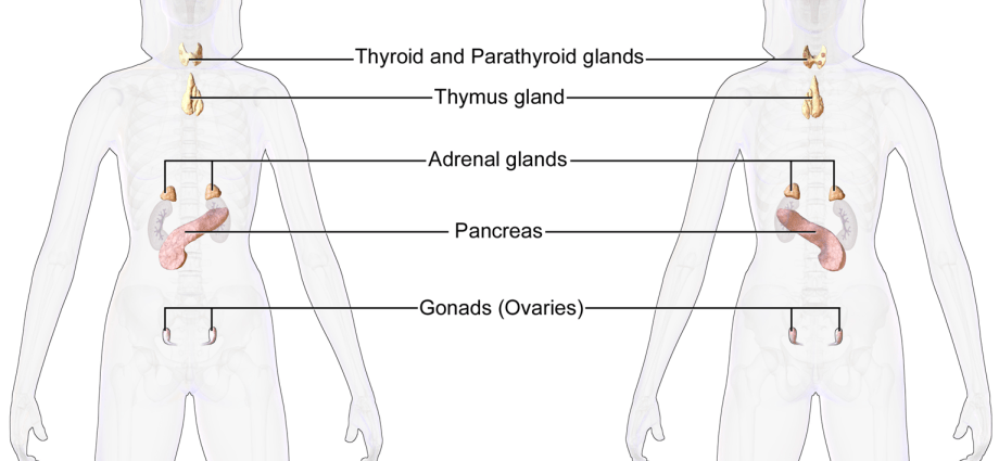 Endocrinologist &#8211; what does he do?